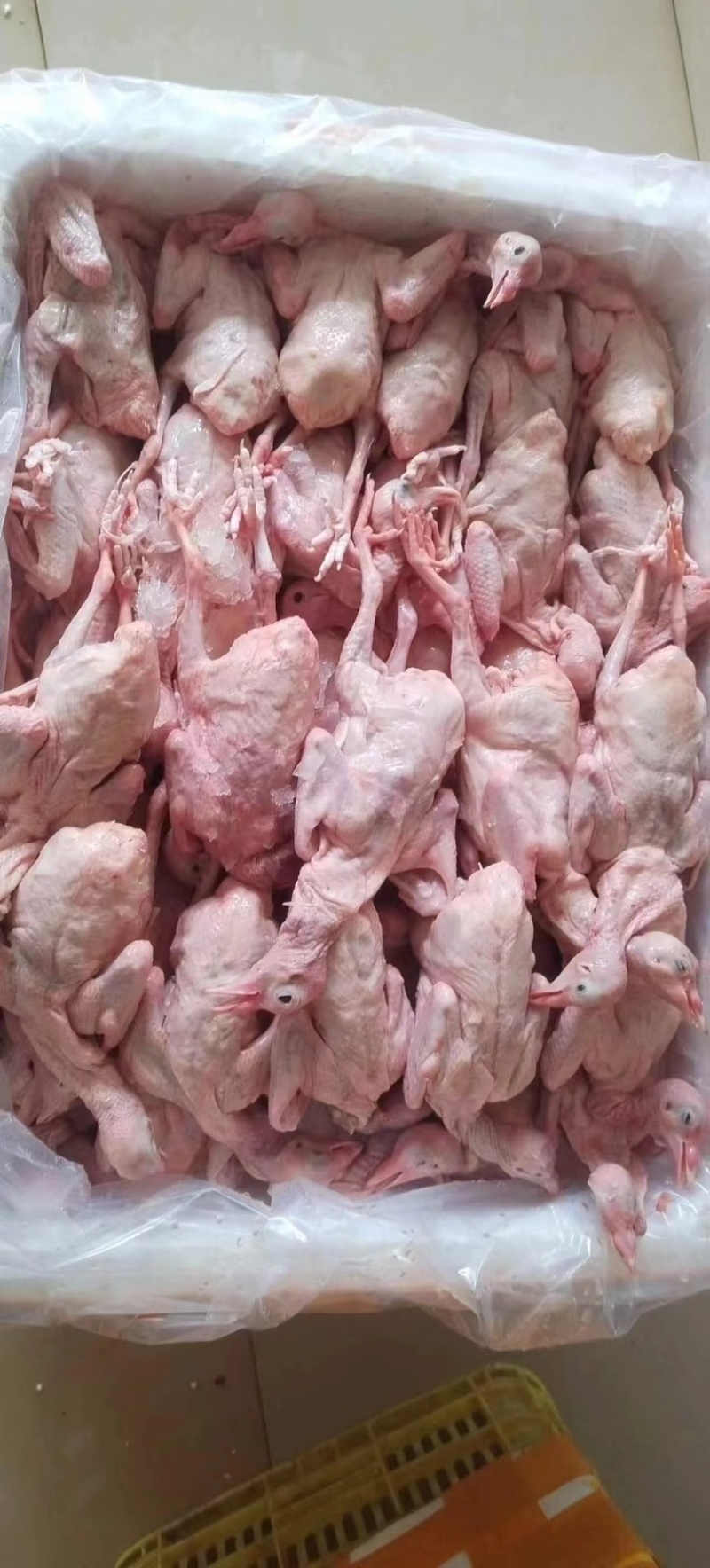 新鲜乳鸽5-9两量大从优货源充足，价格优惠