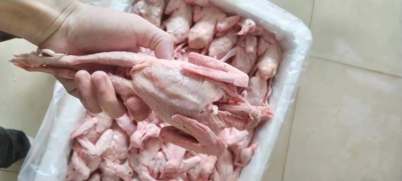新鲜乳鸽5-9两量大从优货源充足，价格优惠