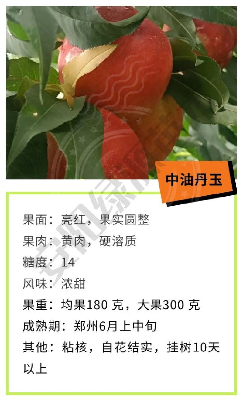 中油丹玉油桃苗，6月早熟黄肉，另有优质毛桃苗蟠桃苗黄桃苗
