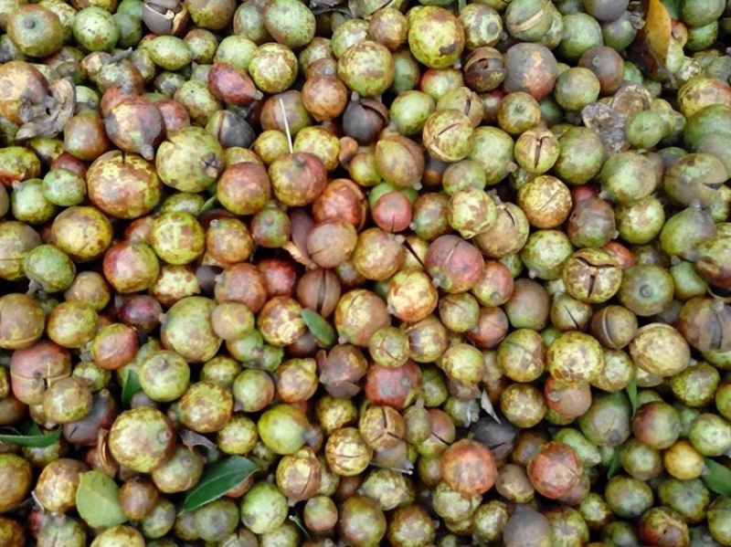 正宗野生山茶油，地道原味，品质保障，欢迎老板电话联系。