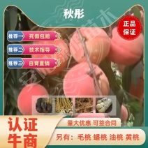 秋彤桃苗，8月下旬成熟，均果300克，大果500克，离核