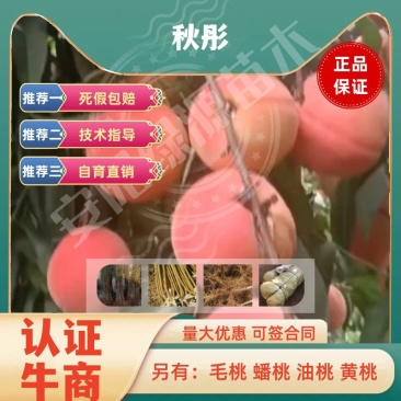 秋彤桃苗，8月下旬成熟，均果300克，大果500克，离核