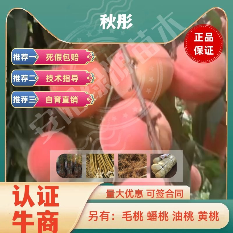 秋彤桃苗，8月下旬成熟，均果300克，大果500克，离核