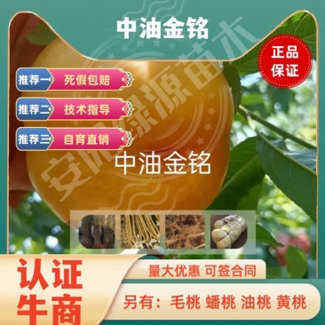 6月熟中油金铭黄油桃苗,另优质毛桃苗蟠桃苗红桃苗