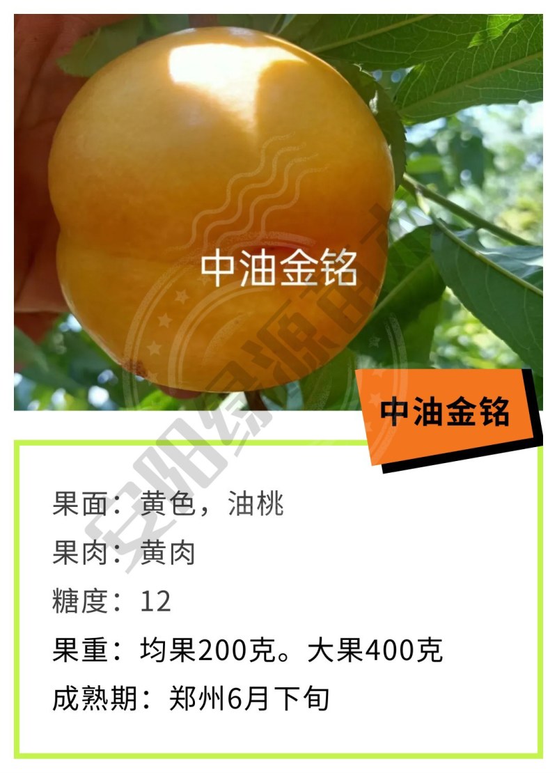 6月熟中油金铭黄油桃苗，另优质毛桃苗蟠桃苗红桃苗