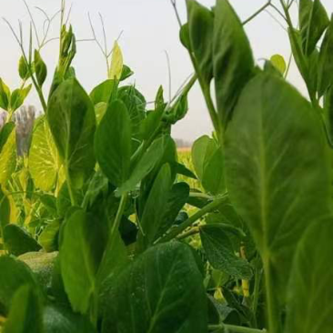 新鲜上豌豆苗营养价值丰富含有丰富的人体必需氨基酸