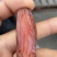 沙特椰枣