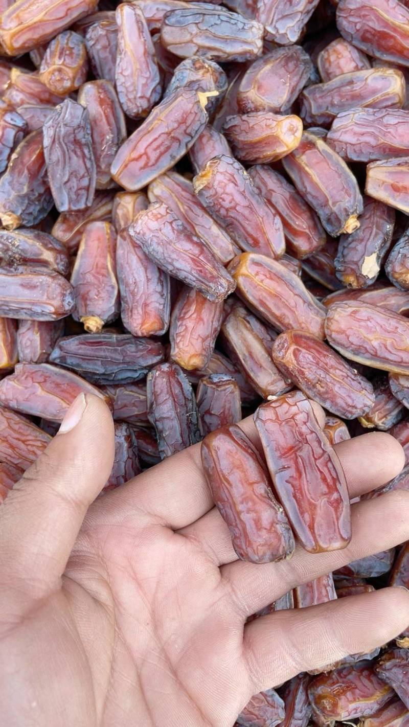 沙特椰枣