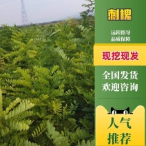 山西运城当地刺槐又名槐树开白色串花入味香甜可口美观