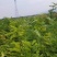 山西运城当地刺槐又名槐树开白色串花入味香甜可口美观