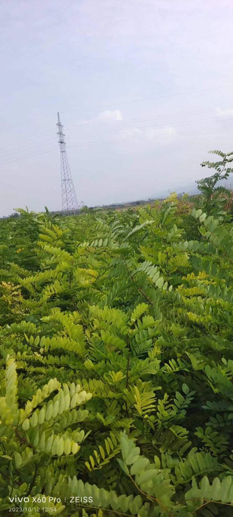山西运城当地刺槐又名槐树开白色串花入味香甜可口美观
