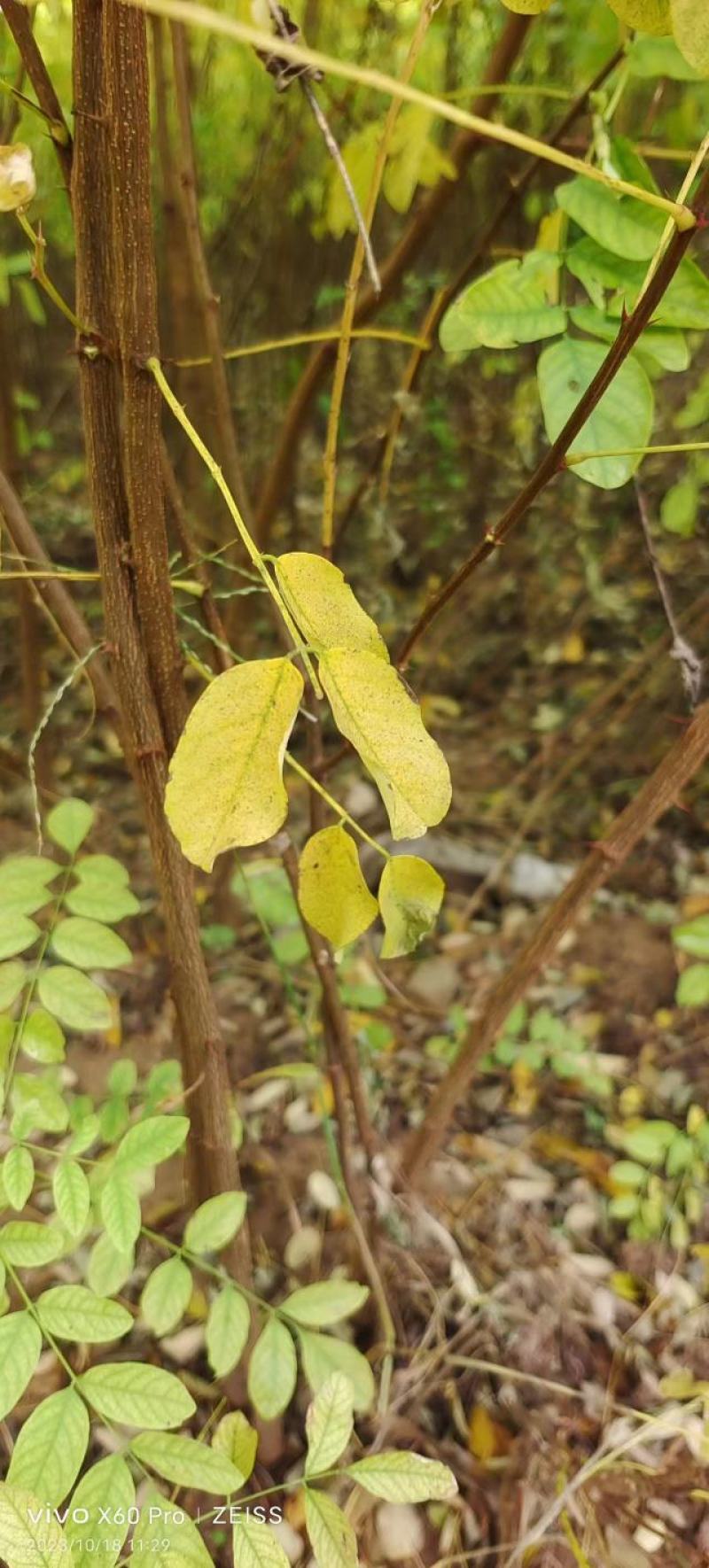 山西运城当地刺槐又名槐树开白色串花入味香甜可口美观