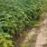 山西运城当地刺槐又名槐树开白色串花入味香甜可口美观