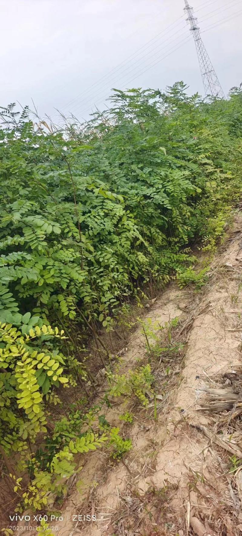 山西运城当地刺槐又名槐树开白色串花入味香甜可口美观