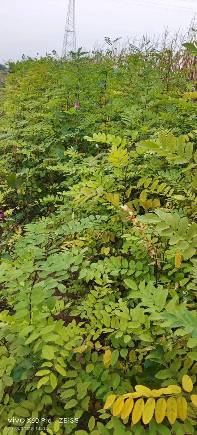 山西运城当地刺槐又名槐树开白色串花入味香甜可口美观