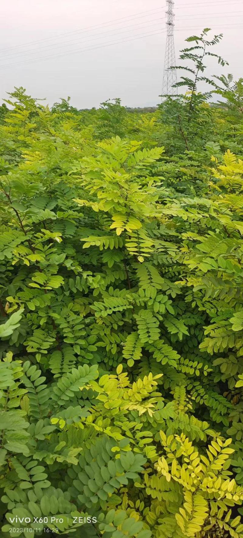 山西运城当地刺槐又名槐树开白色串花入味香甜可口美观