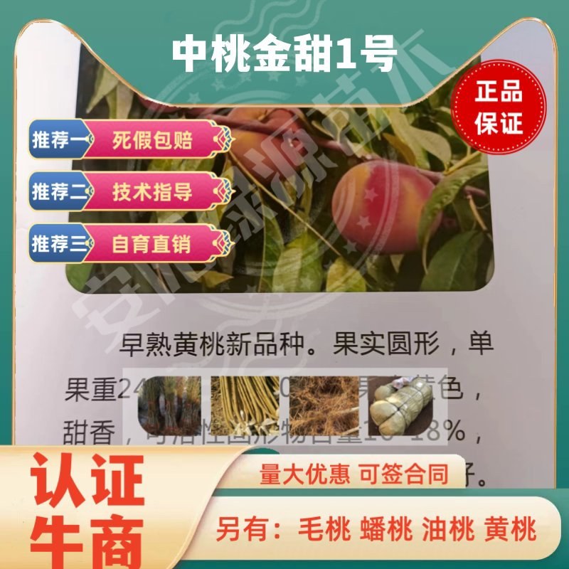 中桃金甜1号6月下黄桃苗240-350克，另毛桃苗油桃苗