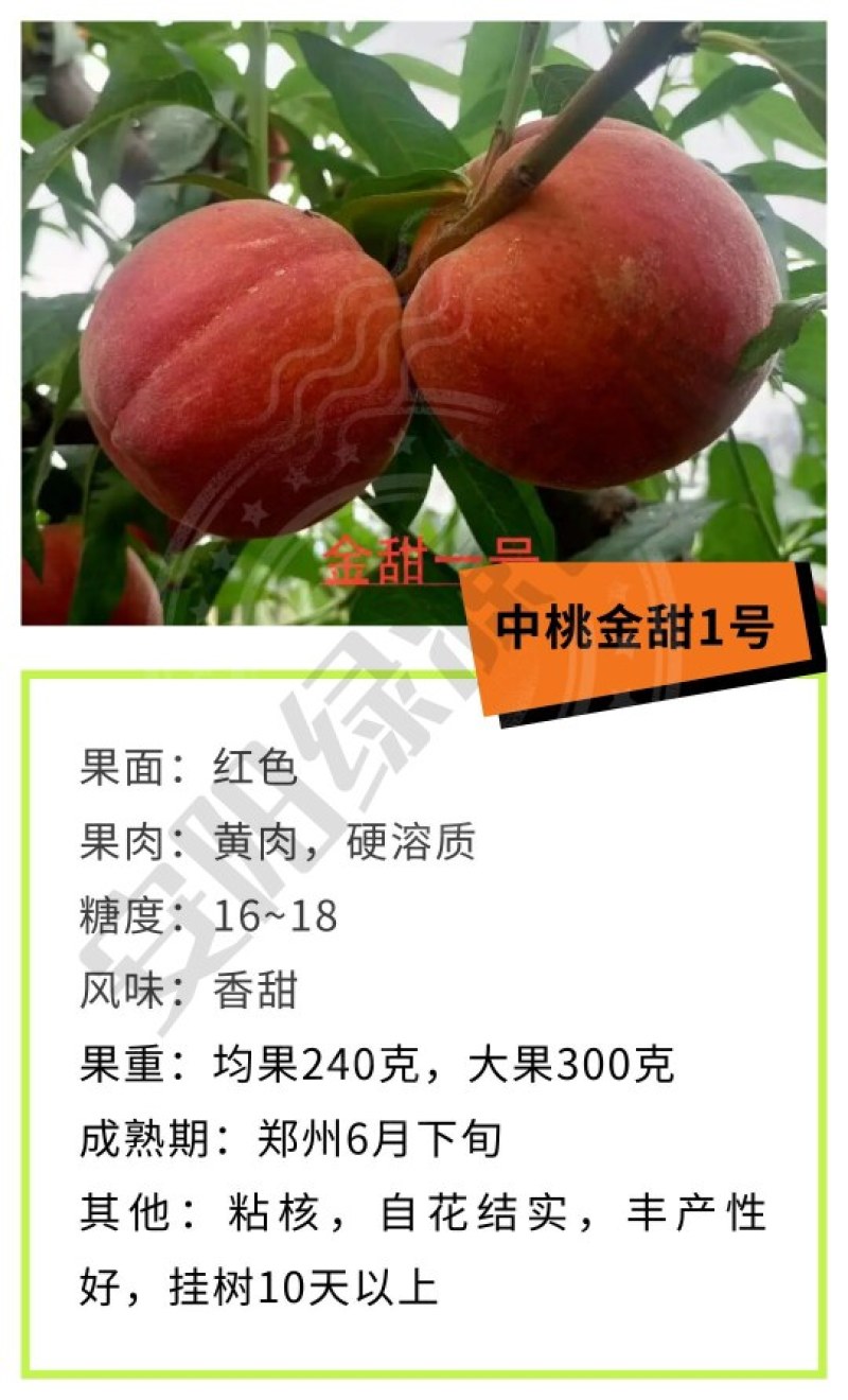 中桃金甜1号6月下黄桃苗240-350克，另毛桃苗油桃苗