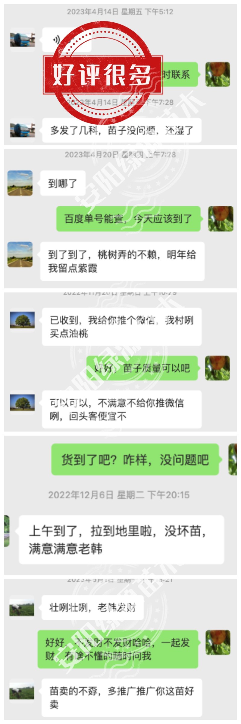 中桃金甜1号6月下黄桃苗240-350克，另毛桃苗油桃苗