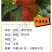 中油丹玉6月中油桃苗230-400克高糖甜，另毛桃苗蟠桃