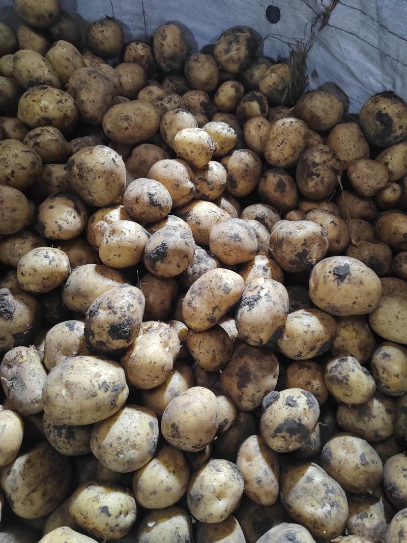 1到3小货荷兰十五土豆保质保量，用途不一样，可以做种子，