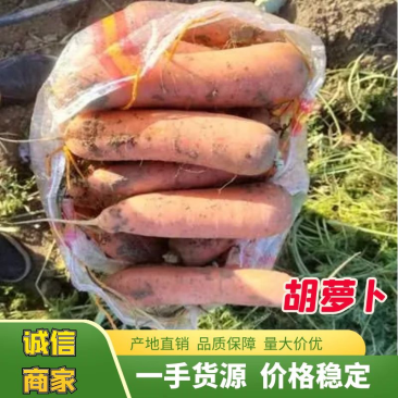 新鲜胡萝卜产地直销量大从优欢迎老板电话联系。