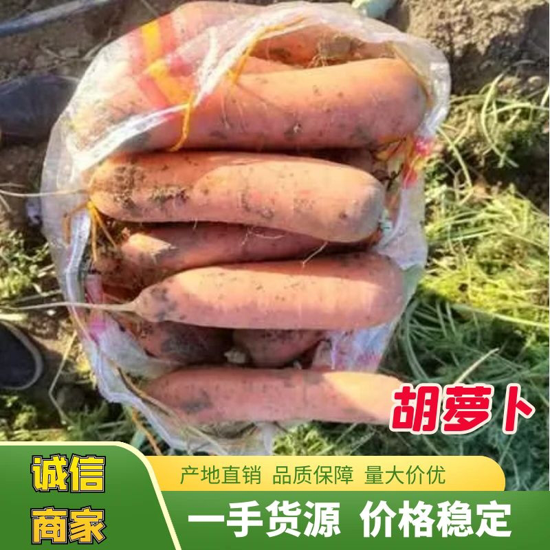 新鲜胡萝卜产地直销量大从优欢迎老板电话联系。