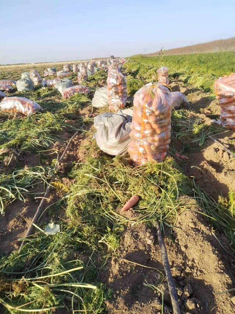 新鲜胡萝卜产地直销量大从优欢迎老板电话联系。