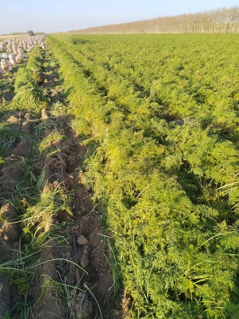 新鲜胡萝卜产地直销量大从优欢迎老板电话联系。