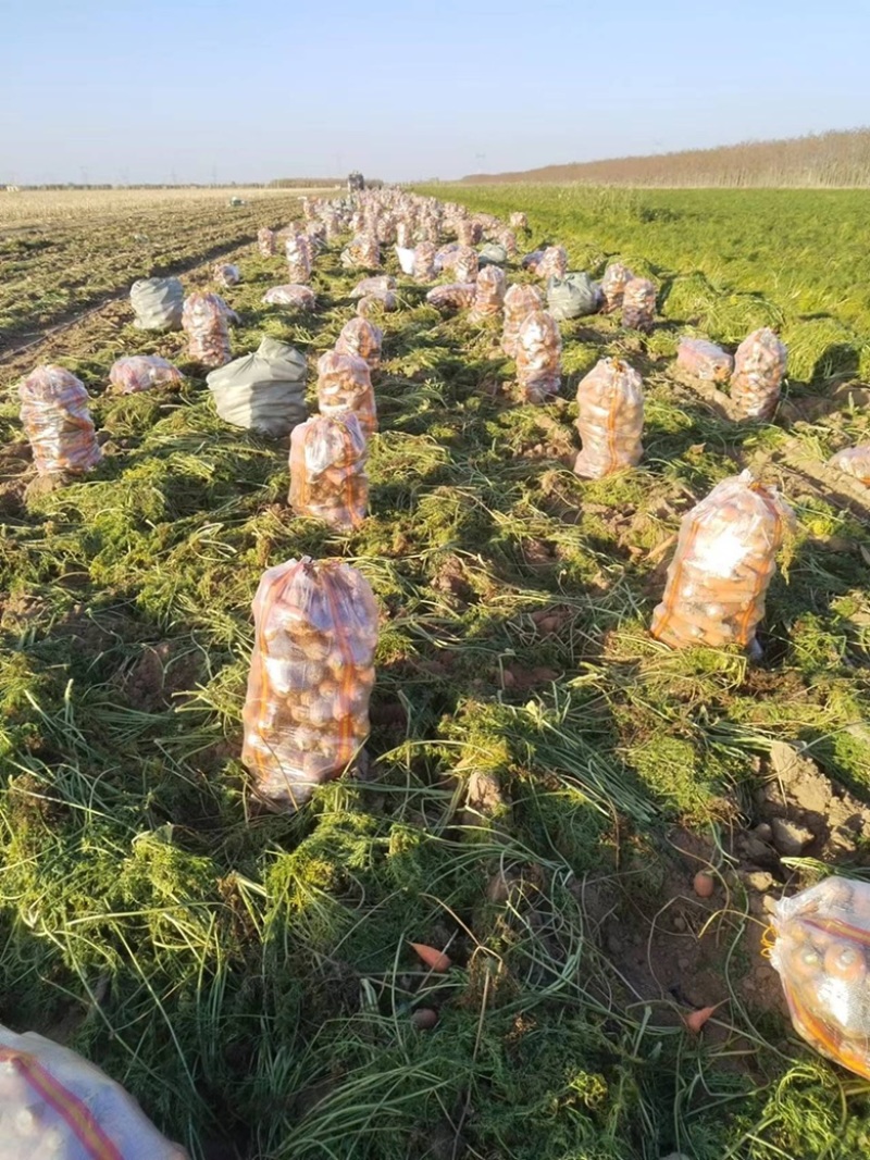 新鲜胡萝卜产地直销量大从优欢迎老板电话联系。