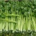 山东精品芹菜万亩芹菜大量上市中色泽鲜艳代加工包装