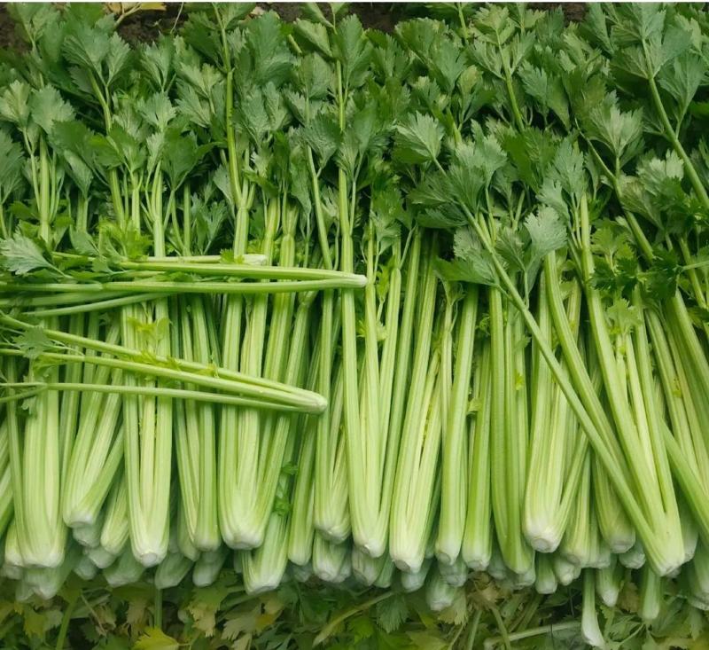 山东精品芹菜万亩芹菜大量上市中色泽鲜艳代加工包装