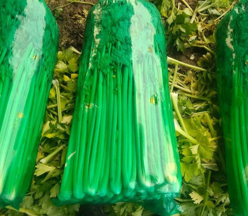 山东精品芹菜万亩芹菜大量上市中色泽鲜艳代加工包装