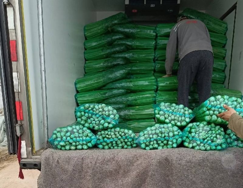 山东精品芹菜万亩芹菜大量上市中色泽鲜艳代加工包装