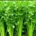 山东精品芹菜万亩芹菜大量上市中色泽鲜艳代加工包装