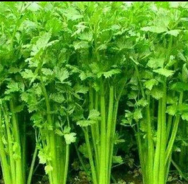 山东精品芹菜万亩芹菜大量上市中色泽鲜艳代加工包装