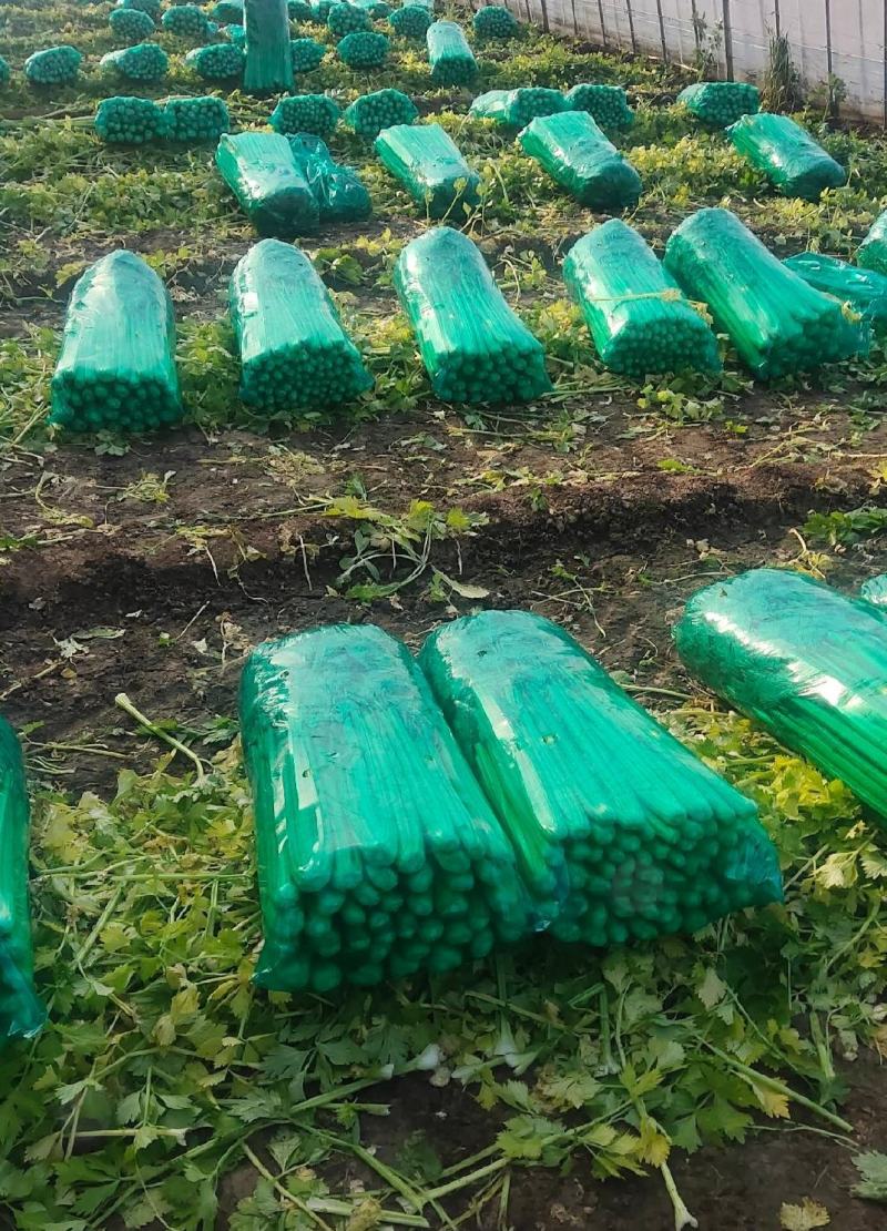 山东精品芹菜万亩芹菜大量上市中色泽鲜艳代加工包装
