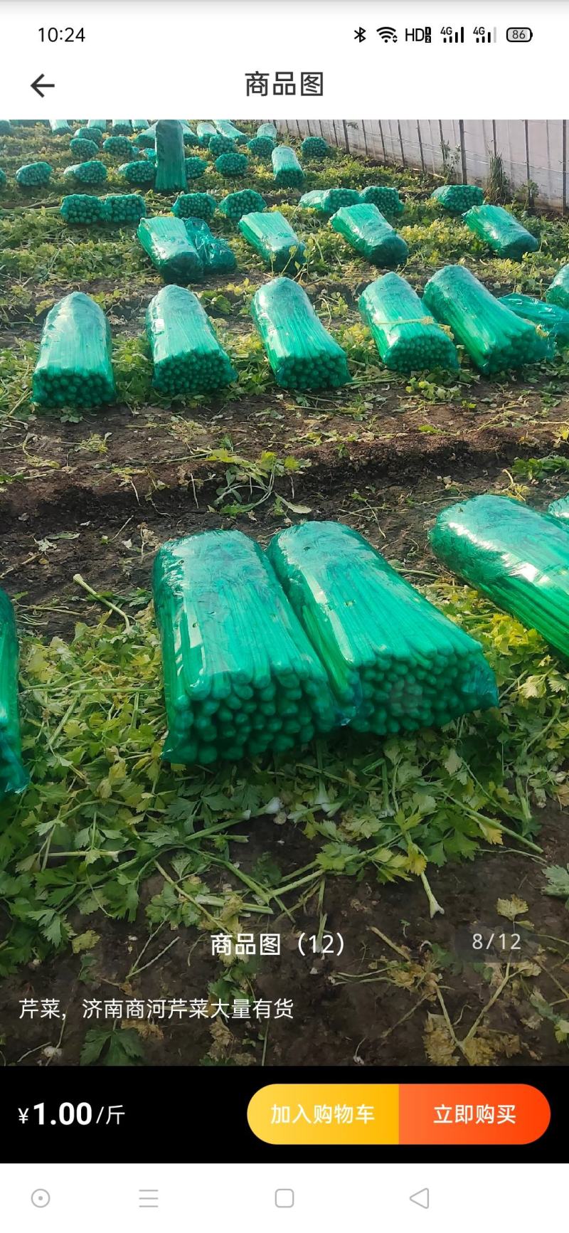 山东精品芹菜万亩芹菜大量上市中色泽鲜艳代加工包装