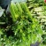 山东精品芹菜万亩芹菜大量上市中色泽鲜艳代加工包装