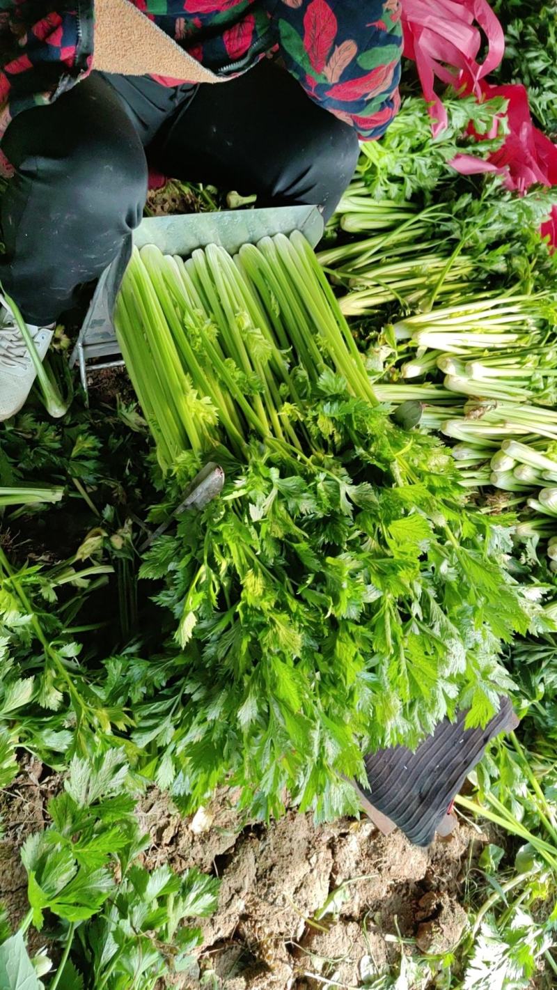 山东精品芹菜万亩芹菜大量上市中色泽鲜艳代加工包装