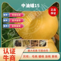 中油蟠15，8月中油蟠桃苗200-350克，离核黄肉浓甜
