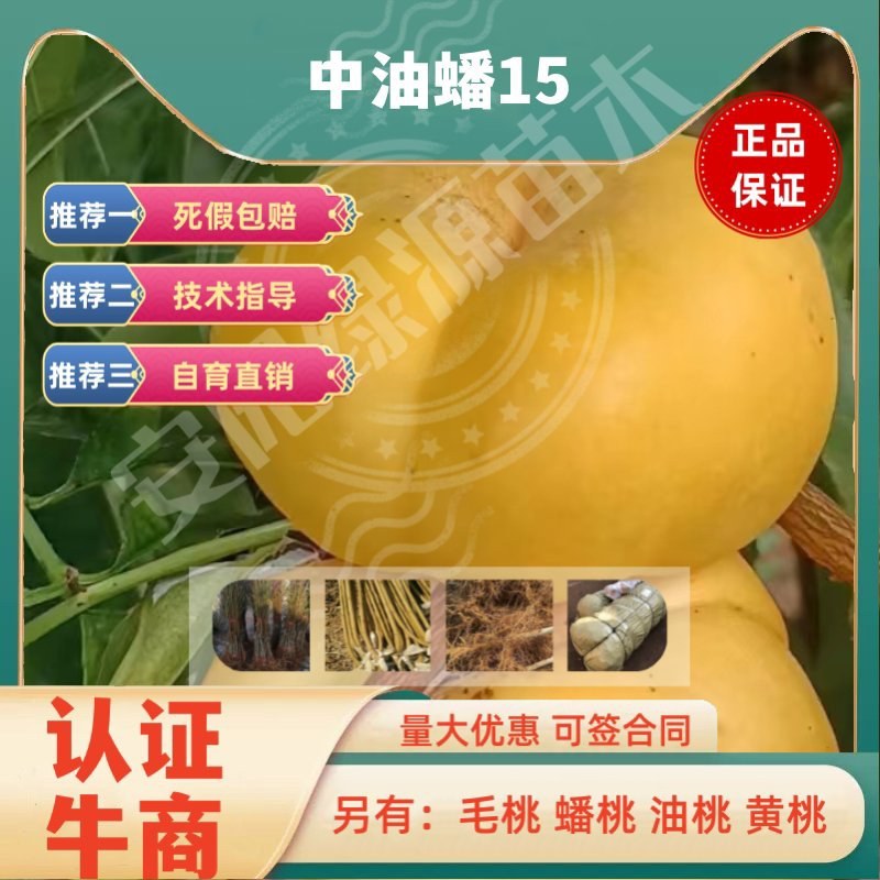 中油蟠15，8月中油蟠桃苗200-350克，离核黄肉浓甜