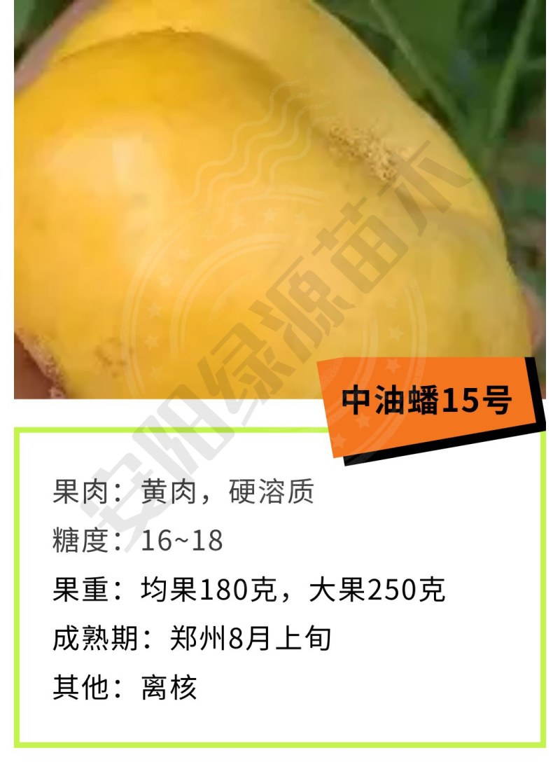 中油蟠15，8月中油蟠桃苗200-350克，离核黄肉浓甜