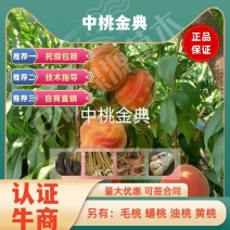 新品种中桃金典7月下毛桃苗均果260-450克脆甜硬容质