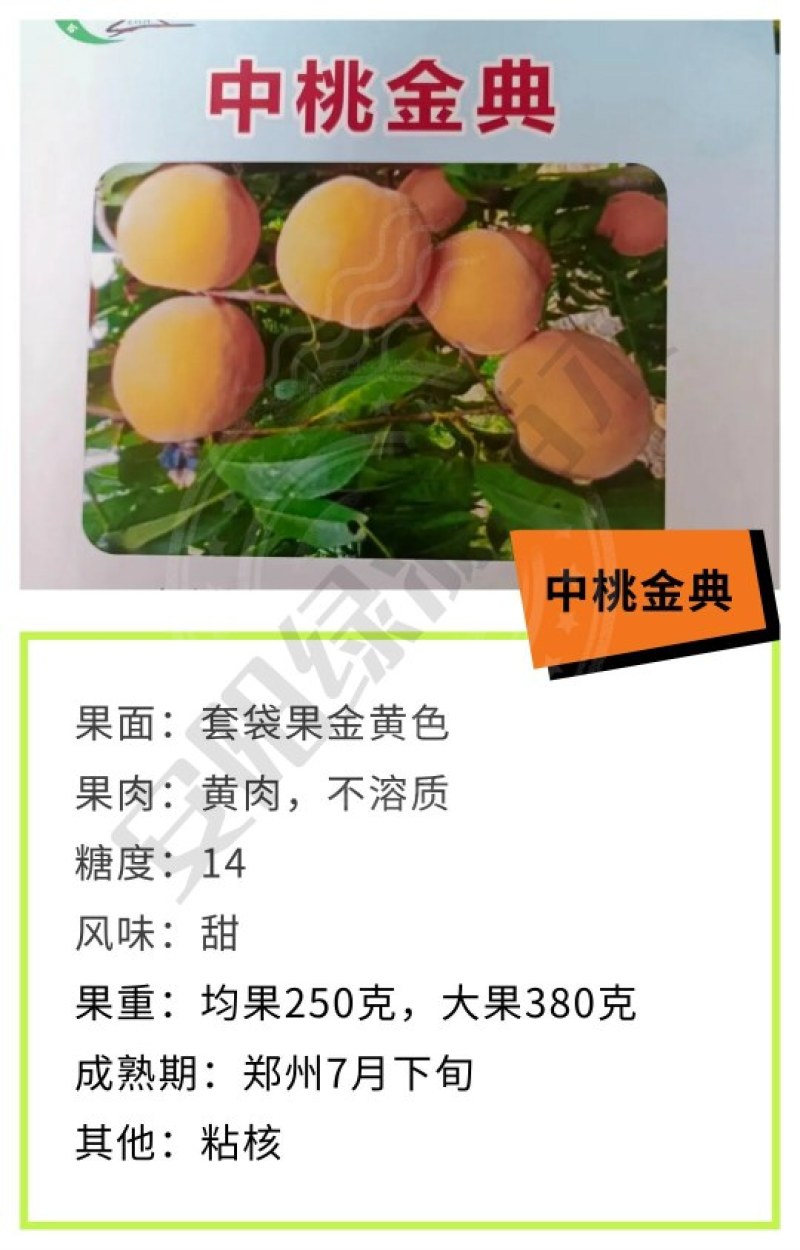 新品种中桃金典7月下毛桃苗均果260-450克脆甜硬容质