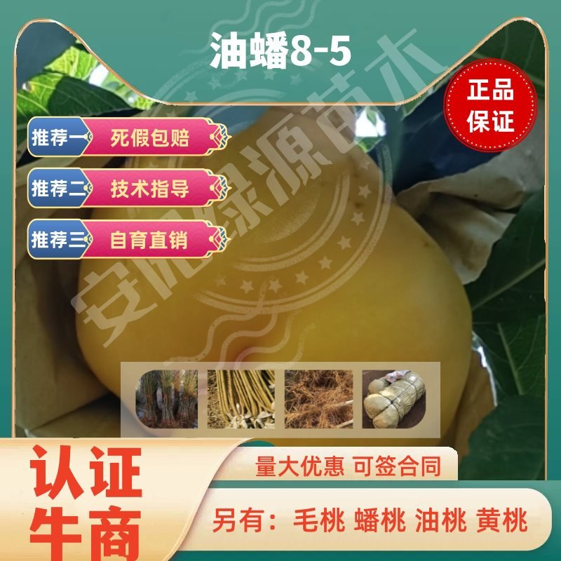 油蟠8-5，7月下油蟠桃苗300-450克黄肉浓甜毛桃苗