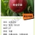 黄金早霸6月中桃树苗240-400克糖13另毛桃苗蟠桃苗