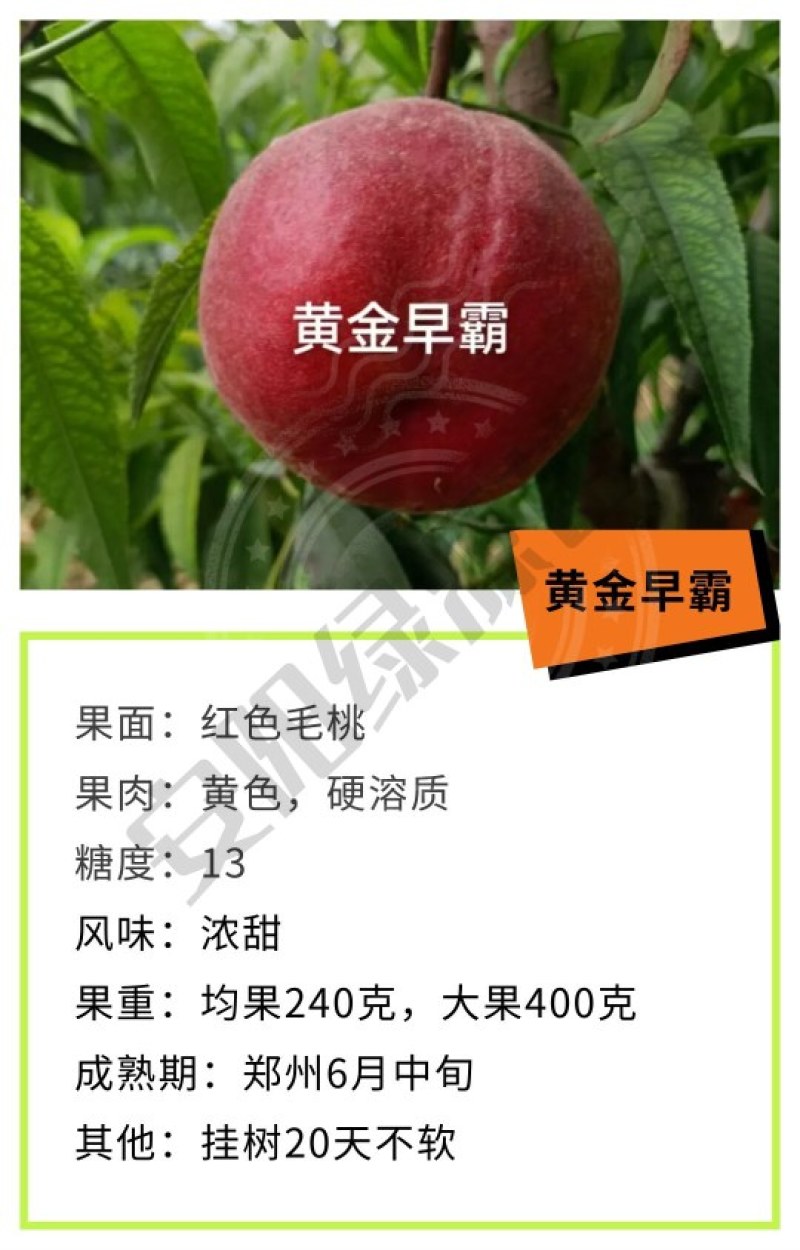 黄金早霸6月中桃树苗240-400克糖13另毛桃苗蟠桃苗