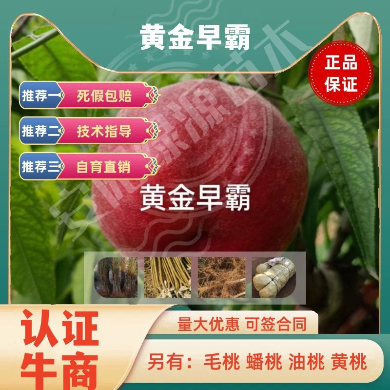 黄金早霸6月中桃树苗240-400克糖13另毛桃苗蟠桃苗