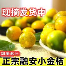 广西桂林恭城县小金桔现摘现发新鲜发货对接全国客户市场